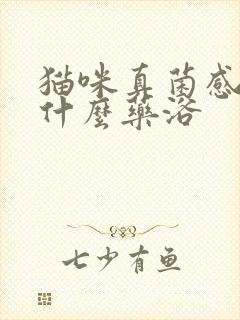 猫咪真菌感染用什么药浴