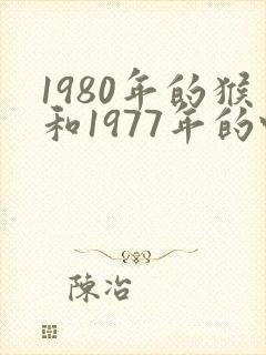 1980年的猴和1977年的蛇相配还是相克