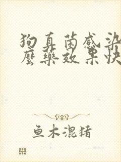 狗真菌感染用什么药效果快