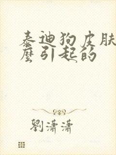 泰迪狗皮肤病怎么引起的封面