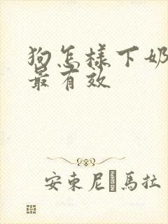狗怎样下奶最快最有效