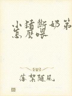 小猪断奶第一天怎么喂