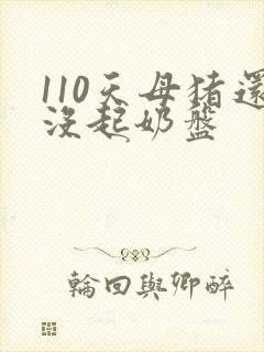 110天母猪还没起奶盘