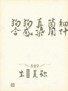 狗狗真菌细菌混合感染用什么药
