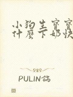 小狗生宝宝了吃什么下奶快