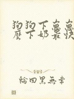 狗狗下崽崽吃什么下奶最快