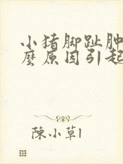 小猪脚趾肿是什么原因引起