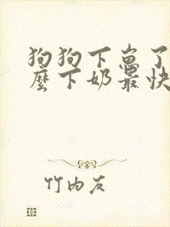 狗狗下崽了吃什么下奶最快