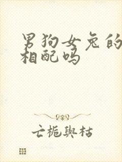 男狗女兔的婚姻相配吗