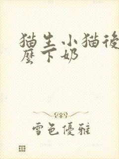 猫生小猫后吃什么下奶