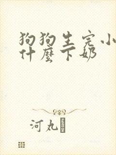 狗狗生完小狗吃什么下奶