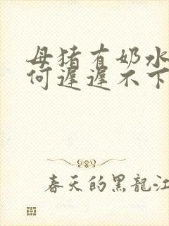 母猪有奶水了为何迟迟不下小猪,还没有胎动封面