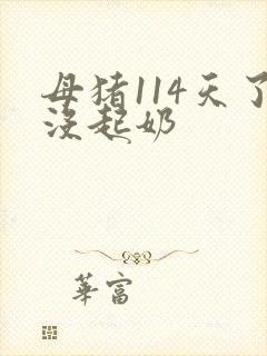 母猪114天了没起奶