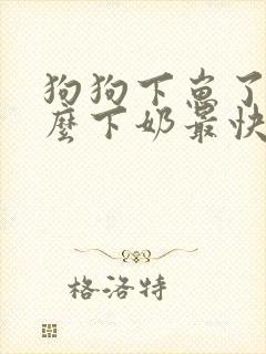 狗狗下崽了吃什么下奶最快