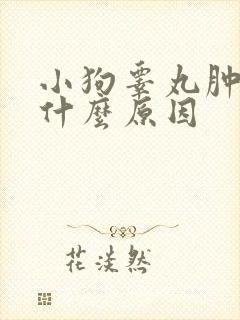 小狗睾丸肿大是什么原因封面