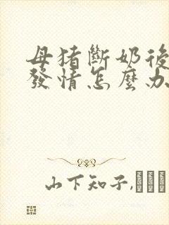 母猪断奶后久不发情怎么办