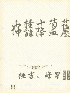 山楂十菊花十杜仲能降血压吗封面