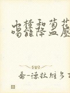 山楂和菊花泡水喝能降血压吗