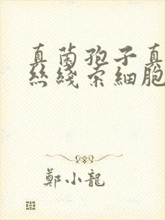 真菌孢子真菌菌丝线索细胞阳性封面
