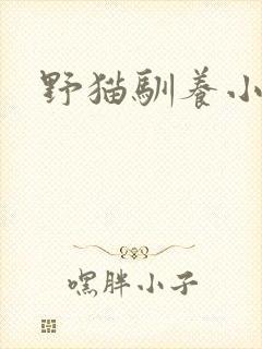 野猫驯养小说封面