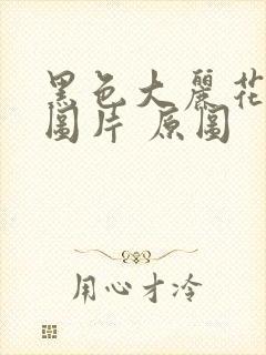 黑色大丽花真实图片 原图封面