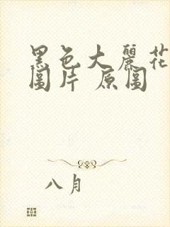 黑色大丽花真实图片 原图