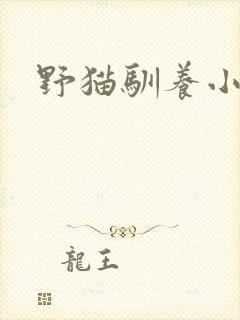野猫驯养小说