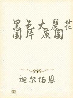 黑色大丽花真实图片 原图