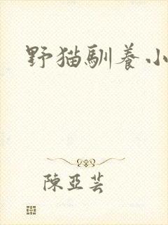 野猫驯养小说