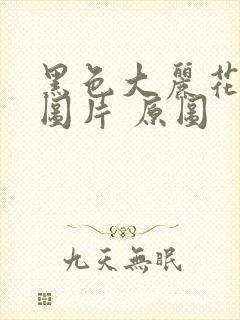 黑色大丽花真实图片 原图