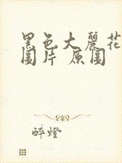 黑色大丽花真实图片 原图封面