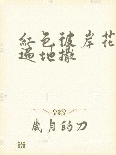 红色彼岸花花瓣遍地撒