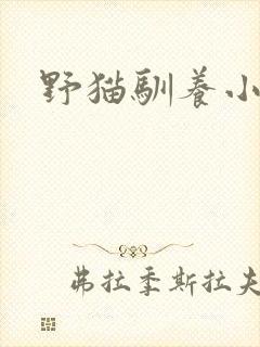 野猫驯养小说封面