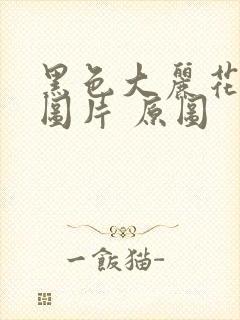 黑色大丽花真实图片 原图