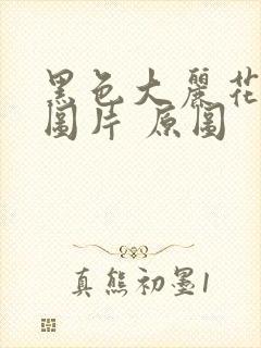 黑色大丽花真实图片 原图
