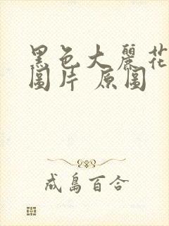 黑色大丽花真实图片 原图