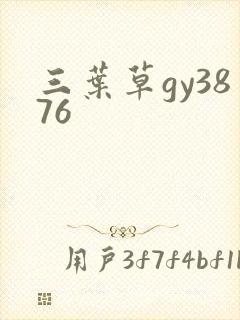 三叶草gy3876