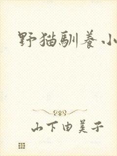 野猫驯养小说封面