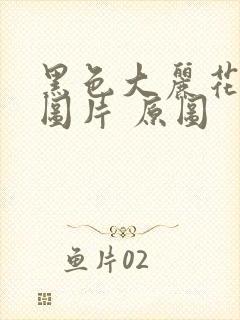黑色大丽花真实图片 原图封面