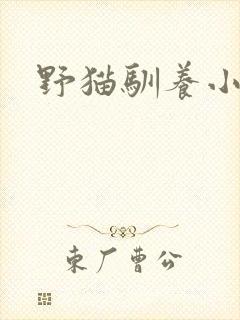 野猫驯养小说