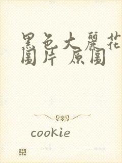 黑色大丽花真实图片 原图