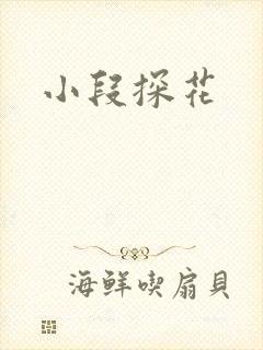 小段探花