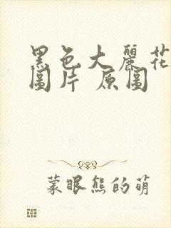 黑色大丽花真实图片 原图