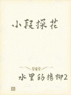 小段探花