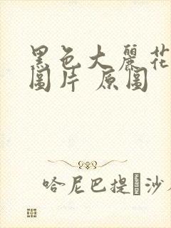 黑色大丽花真实图片 原图
