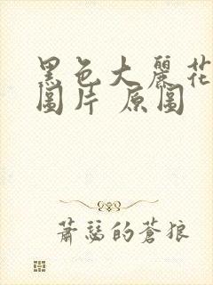 黑色大丽花真实图片 原图