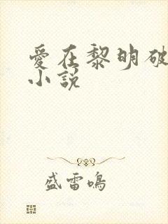爱在黎明破晓前小说