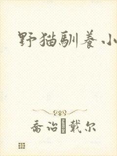 野猫驯养小说