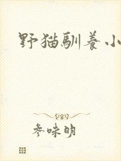 野猫驯养小说封面