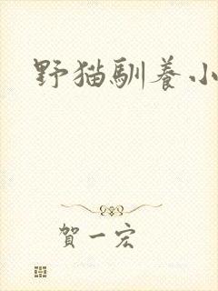 野猫驯养小说